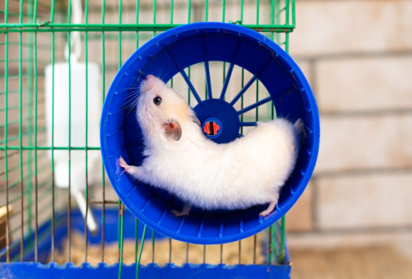 We should all try to avoid Hamsters! Essex Business Forum