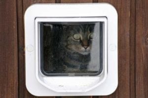 From Cat Flaps to Care Homes for the computer literate. - Essex Business Forum